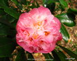 vignette Camlia ' MRS LYMAN CLARKE ' camellia japonica