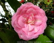 vignette Camlia ' MADAME DE CANNART D'HAMALE ' camellia japonica