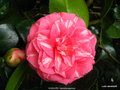 vignette Camlia ' KOSSUTH ' camellia japonica