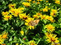 vignette Inula Hirta , plante qui attire de nombreux papillons