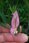 vignette Eremophila maculata   / Myoporaces   / Australie