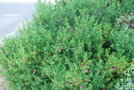 vignette Eremophila maculata   / Myoporacées   / Australie