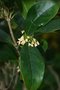 vignette Osmanthus fragrans