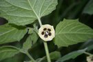 vignette Physalis peruviana