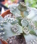 vignette Titanopsis Calcarea 6 12 2010 Nelde