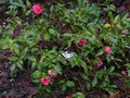 vignette Camellia hiemalis chansonnette au 03 12 10