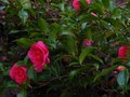 vignette Camellia hiemalis chansonnette gros plan au 07 12 10