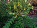 vignette Mahonia lomariifolia au 07 12 10