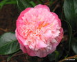 vignette Camélia ' MRS LYMAN CLARKE ' camellia japonica ?