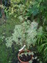 vignette Acer palmatum butterfly