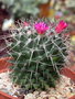 vignette Mammillaria polythele