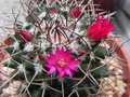 vignette Mammillaria polythele