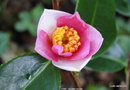 vignette Camlia ' YUME ' camellia hybride