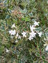 vignette Abelia x grandiflora 'Confetti'