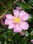 vignette Camellia sasanqua 'Plantation Pink'
