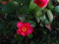 vignette Camellia hiemalis kanjiro au 07 12 10