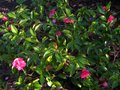 vignette Camellia hiemalis chansonnette au 07 12 10