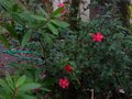 vignette Camellia hiemalis kanjiro au 08 12 10