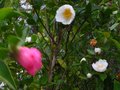 vignette Camellia sasanqua fukuzutsumi au 08 12 10