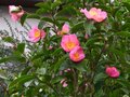 vignette Camellia sasanqua plantation pink au 08 12 10