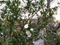 vignette Camellia sasanqua narumigata au 08 12 10