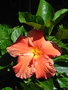 vignette Hibiscus rosa-sinensis