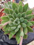 vignette Echeveria 'Set-Oliver'