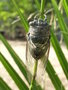 vignette Cicada orni - Cigale