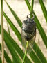 vignette Cicada orni - Cigale