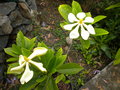 vignette gardenia taitensis ou tiar