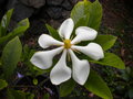 vignette gardenia taitensis ou tiaré