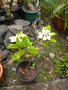 vignette gardenia taitensis ou tiaré