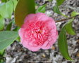 vignette Camlia ' PRESTON ROSE ' camellia japonica
