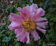 vignette Camlia ' LOIS SHINAULT ' camellia reticulata ?