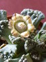 vignette Titanopsis Calcara 12 12 2010 Nelde6