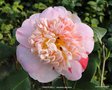 vignette Camélia ' TINKER BELL ' camellia japonica