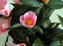 vignette Camlia ' PITCHERIA ' camellia