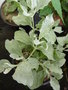 vignette Halimium atriplicifolium = Cistus atriplicifolius