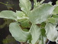vignette Cistus atriplicifolius = Halimium atriplicifolium