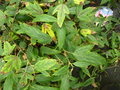vignette Rubus henryi var Bambusarum
