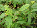 vignette Rubus henryi var Bambusarum