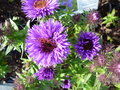 vignette Symphyotrichum novae-angliae 'Purple Dome' = Aster novae-angliae 'Purple Dome'