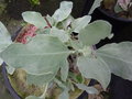 vignette Cistus atriplicifolius = Halimium atriplicifolium