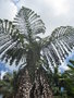 vignette Caryota urens