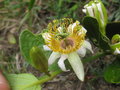 vignette Passiflora sclerophylla