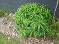 vignette Euphorbia mellifera  Zac Saint Martin