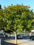 vignette Magnolia grandiflora  la gare de Brest