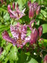 vignette Tricyrtis formosana - Lis des crapauds de Formose