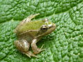 vignette Petite grenouille sur Gunnera