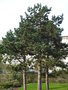vignette Pinus nigra 'Austriaca'-Pin noir d'Autriche